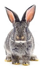 Fototapeta premium A frontal portrait of a gray rabbit with upright ears and a fluffy coat, posed against a stark white backdrop