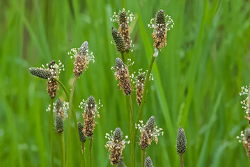  Flowers of ribwort plantain - Plantago lanceolata © Kristof Lauwers