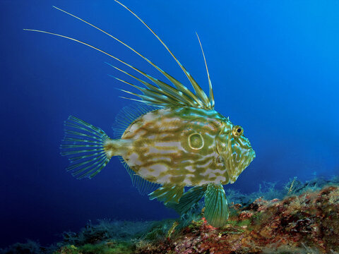 A side profile of a John Dory fish (Zeus faber) swimming in its natural habitat over a rocky reef. Clear blue water background highlighting its unique dorsal spines and body spot.