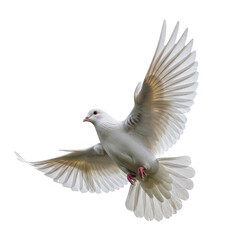Fototapeta premium Graceful white dove in mid-flight with outstretched wings
