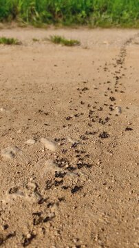 Trabajo en equipo en la naturaleza: hormigas en fila