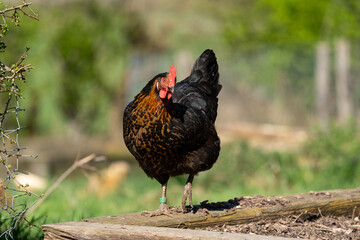  free range hen chicken. Chicken in the grass. The chicken is a chicken with a brown neck, and lays around 300 eggs per year © LDC