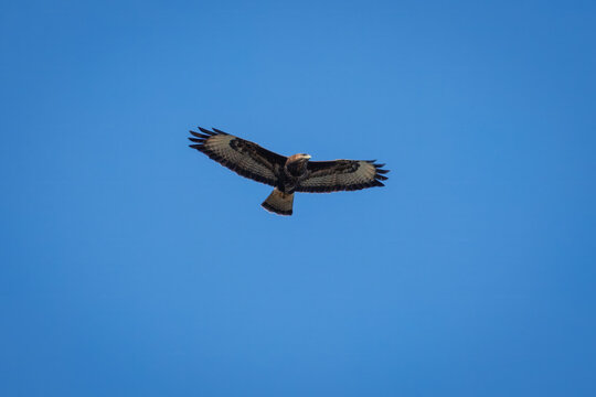 An adult Common buzzard (Buteo buteo) flying in a clear blue sky with its wings fully spread. The bird of prey is captured in a majestic soaring pose on a sunny day.