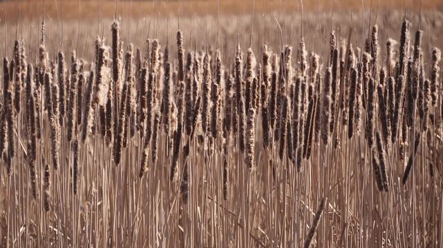 The wind is blowing the cattail seeds