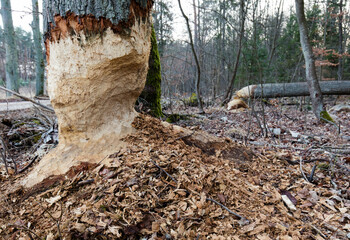 Wielkie drzewa ścięte przez bobra © kubikactive