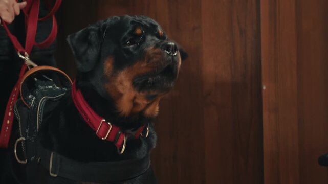 Aggressive barking dog shows dangerous teeth. Combat dog, Angry Animal hard attack head detail, Barking at a person on camera, security Fighting dogs