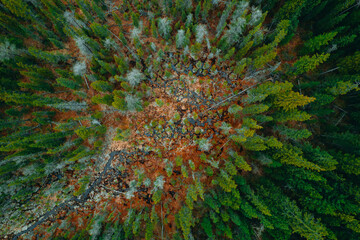 Aerial view of colorful taiga forest in Altai Siberia during autumn season