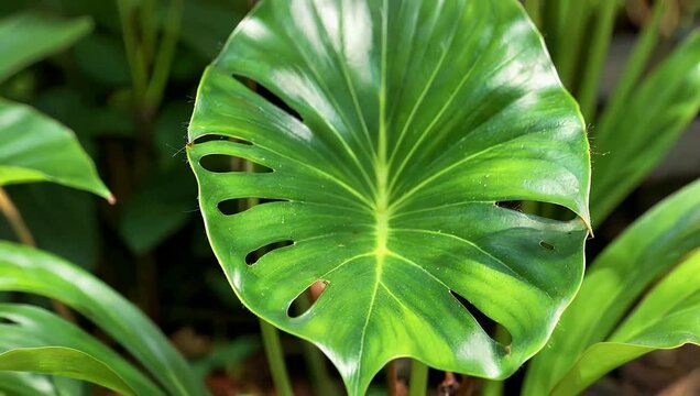 Cinematic 4K macro photography of lush green leaves meticulously arranged to emphasize organic texture and depth creating profound sense of tranquility and natural serenity for wellness content