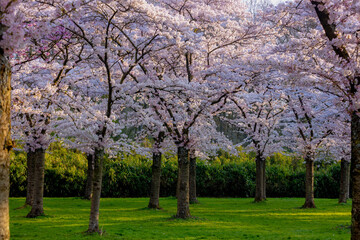 Fototapeta premium Cherry Blossom full bloom on trees with warm sunlight in the morning, Beautiful white pink Sakura flowers during spring season, Bloesempark (Kersenbloesempark) Amsterdamse Bos, Amstelveen, Netherlands