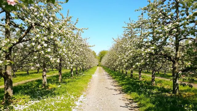 Blossom apple orchard with rows of blooming trees along a gravel path. Spring scenery featuring white flowers in a sunny farm landscape during the sunny season.