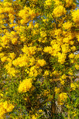 Obraz premium Beautiful blooming Yellow Golden trumpet tree or Tabebuia aurea roadside of the Yellow that are blooming with the park in spring day in the garden and sunset sky background in Thailand.