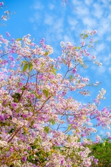 Obraz premium Beautiful Pink Chompoo Pantip blossom flowers are blooming with the park in spring day in the garden and summer blue sky background in Thailand.