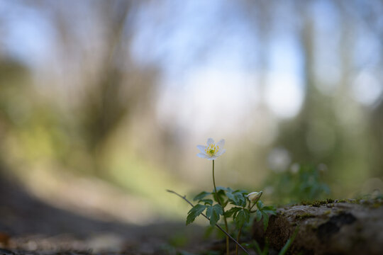 Wild flower wood anemone (Anemone nemorosa) on a blurred background. Shallow depth of field
