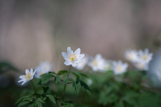 Wild flowers wood anemone (Anemone nemorosa) on a blurred background. Shallow depth of field
