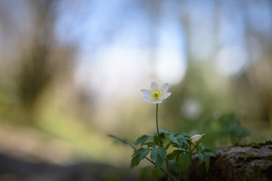 White flower wood anemone (Anemone nemorosa) on a blurred background. Shallow depth of field
