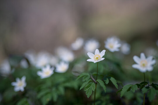 Wild flowers wood anemone (Anemone nemorosa) on a blurred background. Shallow depth of field
