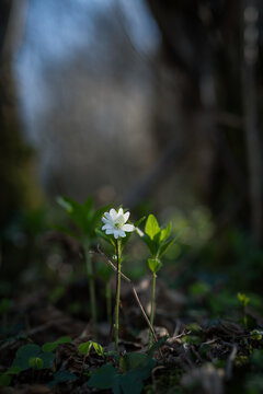 wild flower Anemone hepatica in the forest