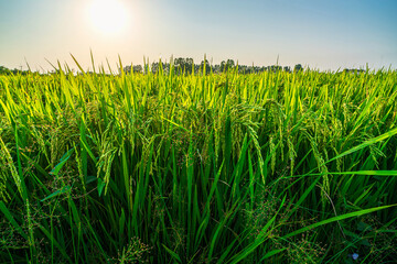 Fototapeta premium Scenic view landscape of Rice field green grass with field cornfield or in Asia country agriculture harvest with fluffy clouds blue sky sunset evening background.