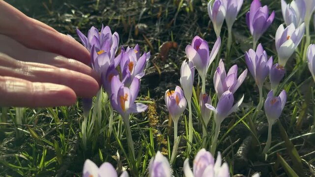 Hand touching blooming crocus flowers in spring park close up