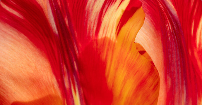 Red tulip petal macro abstract background, soft floral texture filling frame, elegant spring backdrop for design and creative use
