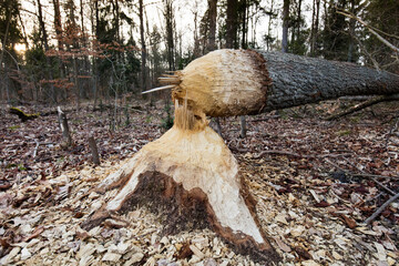 Wielkie drzewa ścięte przez bobra © kubikactive