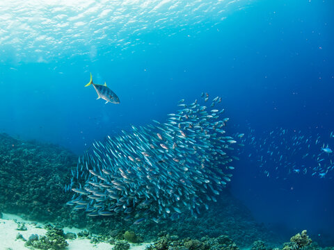 Predatory fish hunting a large school of small silver fish near coral reef with visible fishbite marks