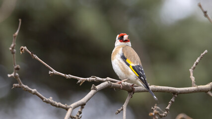 Obraz premium European goldfinch perched on a tree.