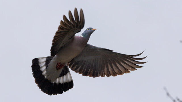 Common Wood Pigeon