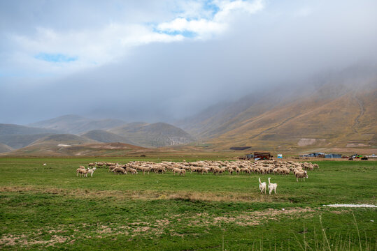 Flock of sheep grazing in the Castelluccio di Norcia plateau among low clouds.