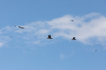 Fototapeta premium Puffin flying