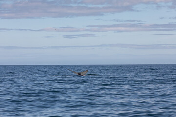 Fototapeta premium humpback whale tail