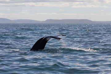 Obraz premium humpback whale tail