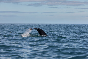 Naklejka premium whale fin