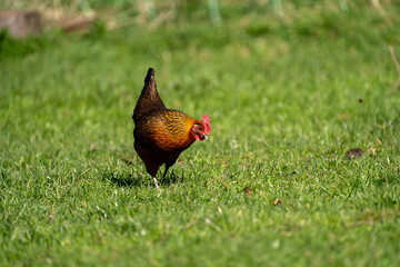 Fototapeta premium free range hen chicken. Chicken in the grass. The chicken is a chicken with a brown neck, and lays around 300 eggs per year