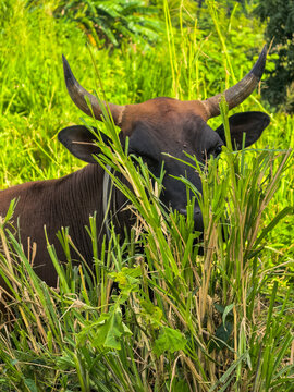 Dark Brown Bull with Large Horns Hiding in Tall Green Grass