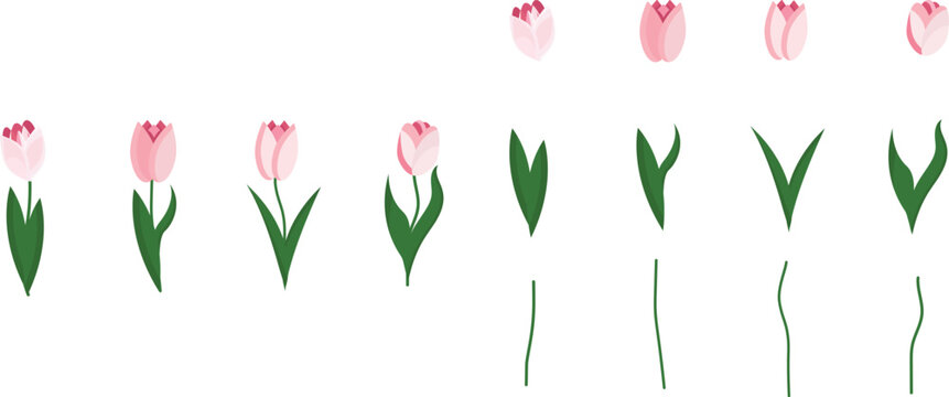 Different pink tulips. Elements of flowers-leaves,heads,stem.Vector design without background.