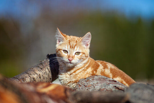 Retrato de gatito naranja 