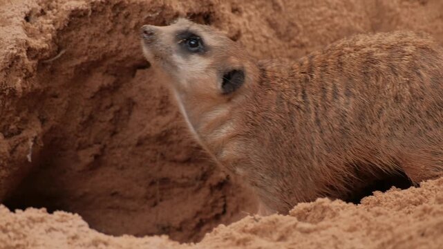 Closeup of meerkat engaging in natural behaviors