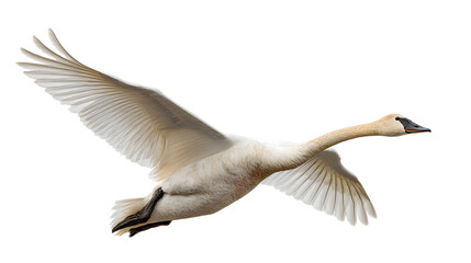 Obraz premium Elegant trumpeter swan flying, graceful wildlife and nature concept isolated on white background