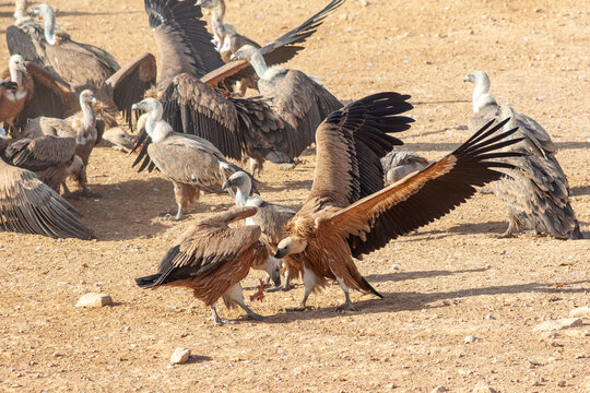 Buitres leonados peleando por un trozo de carne