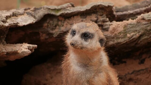 Closeup of meerkat engaging in natural behaviors