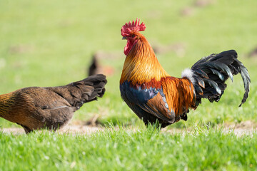 Fototapeta premium free range hen chicken and rooster. Chicken in the grass. The chicken lays around 300 eggs per year