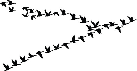“The silhouette of a flock of wild geese forming a natural V-shape. A black vector illustration depicting the dynamic flight of migrating birds.” © TAMER YILMAZ