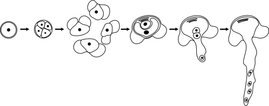 Coloring page with pollen germination and pollen tube growth in gymnosperms. Sexual process in spruce from the microspore mother cell to the male gametophyte (pollen grain).
