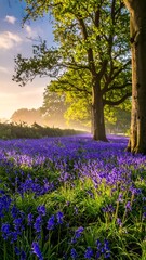 Obraz premium Sunny bluebell field framed by tall trees, with morning mist in distance