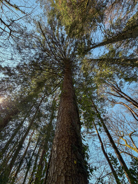 Trees From Above