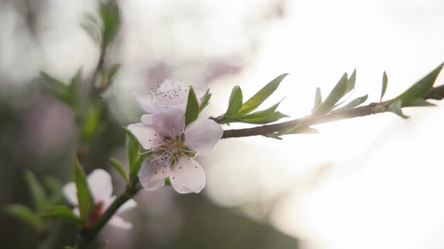 Peach tree Prunus persica pink blossoms blooming on a branch in spring, gently moving in soft natural light with a blurred green background, capturing fresh seasonal growth and delicate floral beauty.