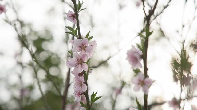 Peach tree Prunus persica pink blossoms blooming on a branch in spring, gently moving in soft natural light with a blurred green background, capturing fresh seasonal growth and delicate floral beauty.