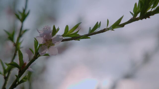 Peach tree Prunus persica pink blossoms blooming on a branch in spring, gently moving in soft natural light with a blurred green background, capturing fresh seasonal growth and delicate floral beauty.