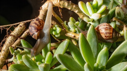 African snail, details of an African snail specimen walking on the foliage of a succulent, in a garden in Brazil, selective focus. © Milton Buzon